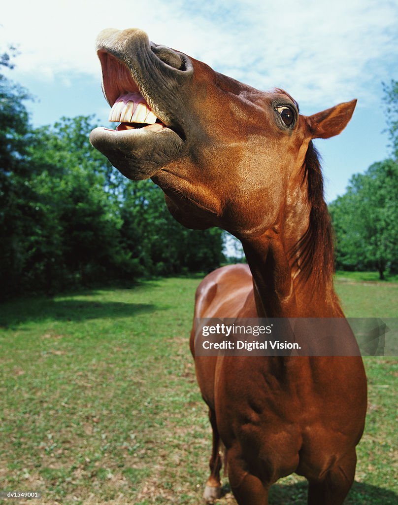 Horse Neighing High-Res Stock Photo - Getty Images