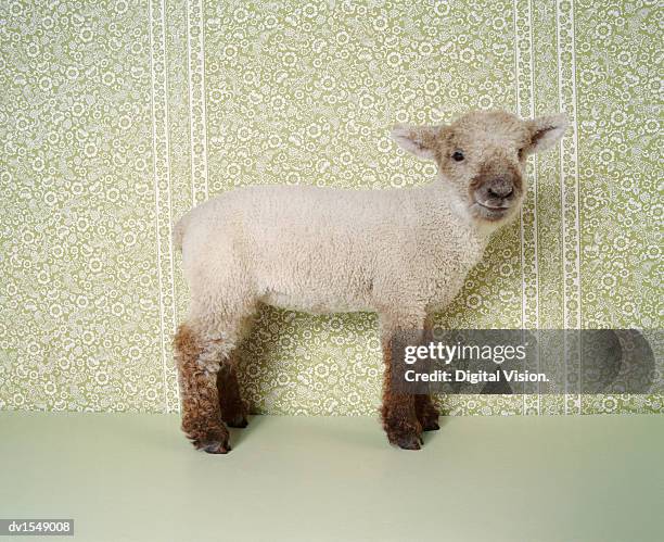 lamb standing indoors, and floral wallpaper - gestalt stock-fotos und bilder