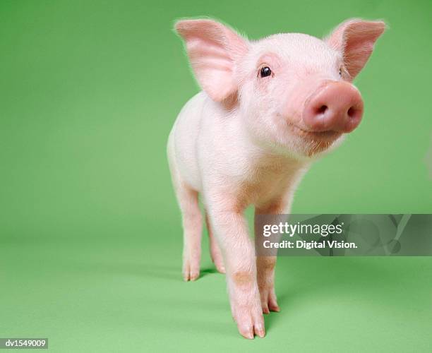 studio cut out of a piglet standing - animal nose stock pictures, royalty-free photos & images