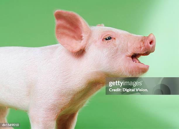 studio cut out of a piglet calling - piglet stock pictures, royalty-free photos & images