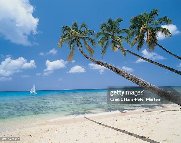 paradise beach, barbados, caribbean - paradise bildbanksfoton och bilder