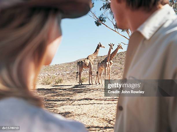 couple watching a pair of giraffes in the grassland, cape town, south africa - kapprovinz stock-fotos und bilder