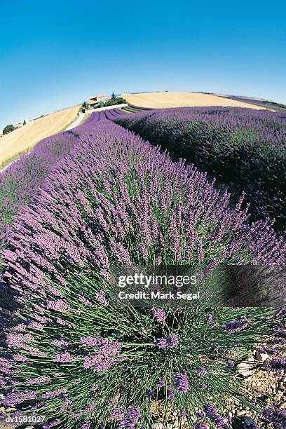 lavendar field & home valensole, france - alpes de haute provence ストックフォトと画像