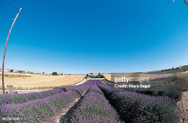 ploughed field of lavender with wheat crops, valensole, france - alpes de haute provence stock pictures, royalty-free photos & images
