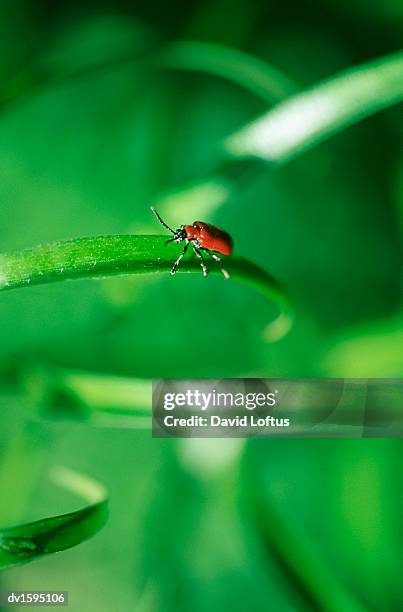 red beetle - longicorne photos et images de collection