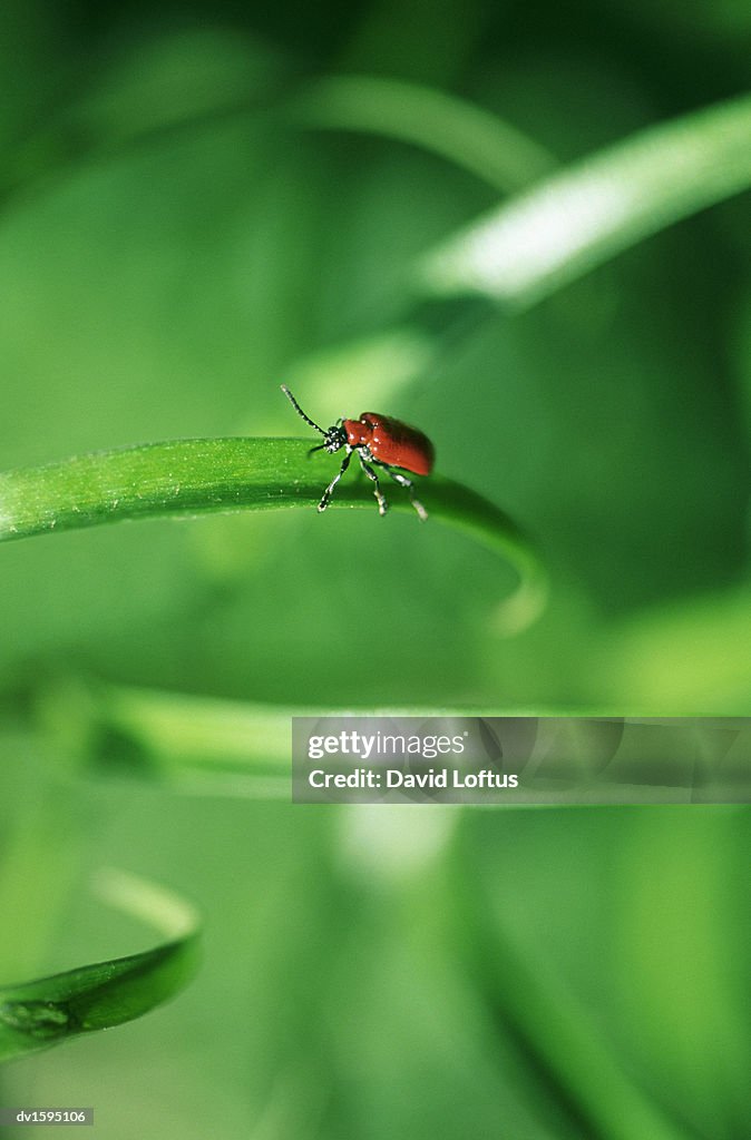 Red Beetle