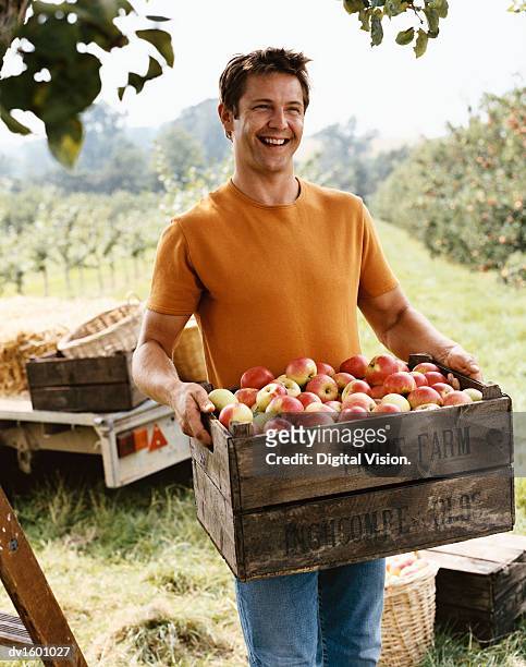 man carrying a crate of apples in an orchard - crate stock pictures, royalty-free photos & images