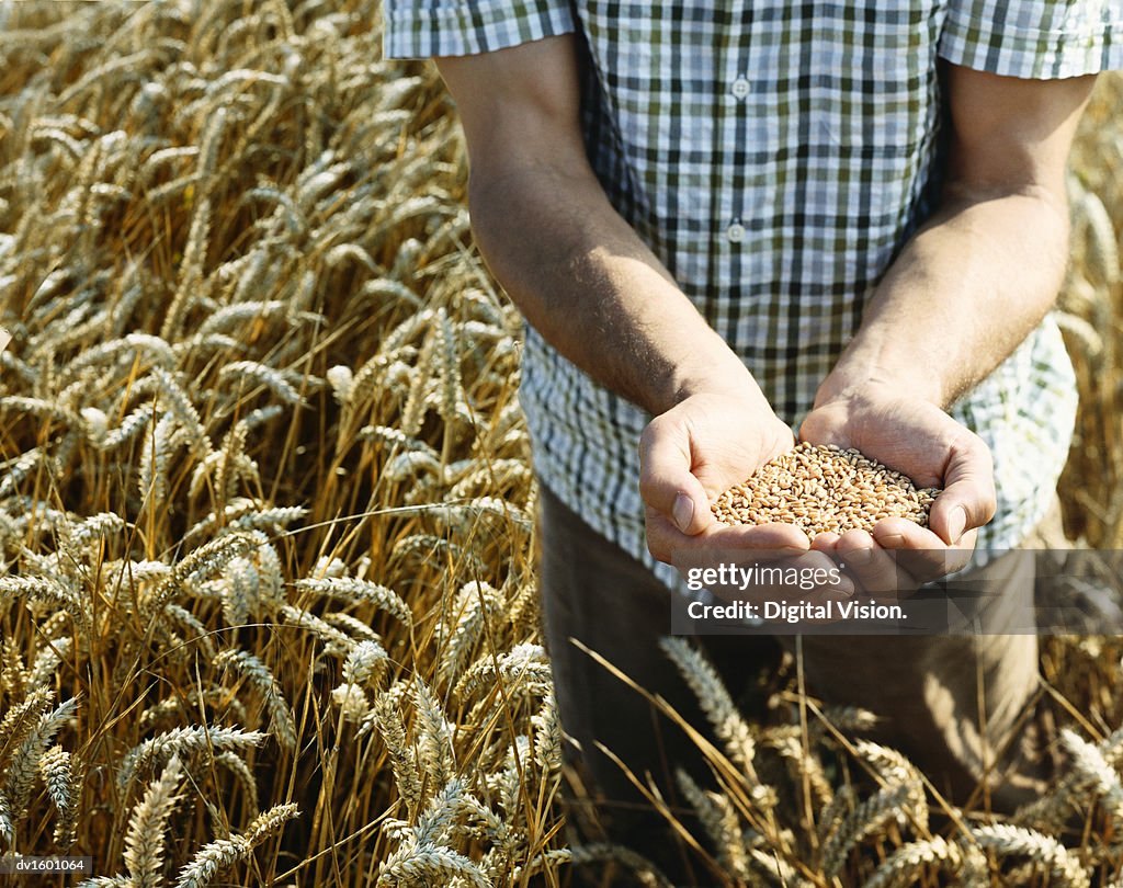 Man Standing in a Wheat Field Holding Wheat Grain in His Cupped Hands