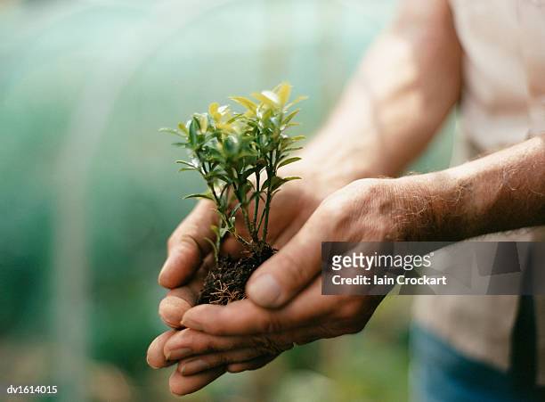 close-up of cupped hands hold a seedling - gardening hands stock pictures, royalty-free photos & images