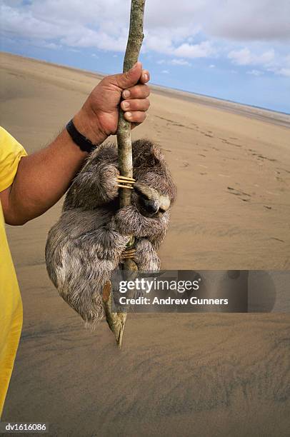 sloth clings onto a branch held by a man, mexiana island, para, brazil - northern brazil ストックフォトと画像