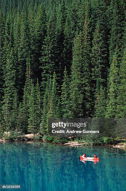 firs reflected in lake louise, rockies, canada - canadese rocky mountains stockfoto's en -beelden