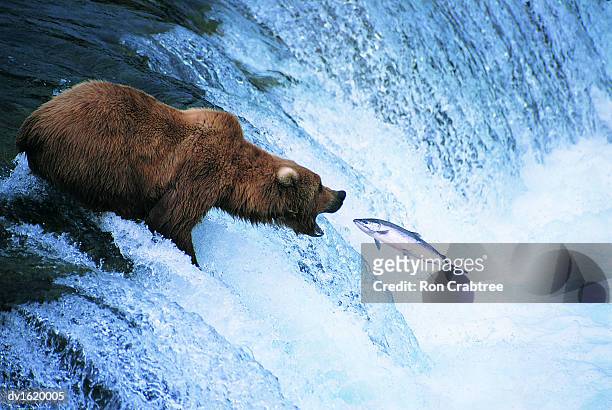 grizzly bear feeds on a jumping salmon, alaska - dog jumping bildbanksfoton och bilder