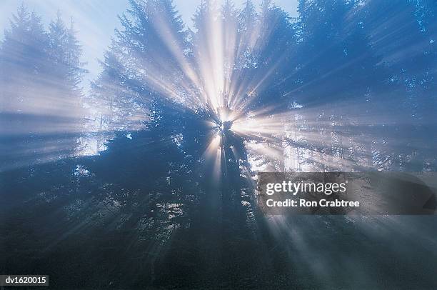 sunlight through trees - ron stock pictures, royalty-free photos & images