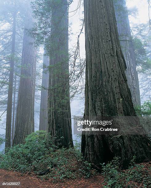 close-up of tree trunks in a misty redwood forest, oregon, usa - ron stockfoto's en -beelden