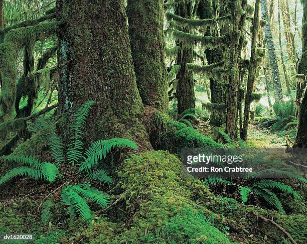 trees and ferns on forest floor, washington state, usa - ron stockfoto's en -beelden