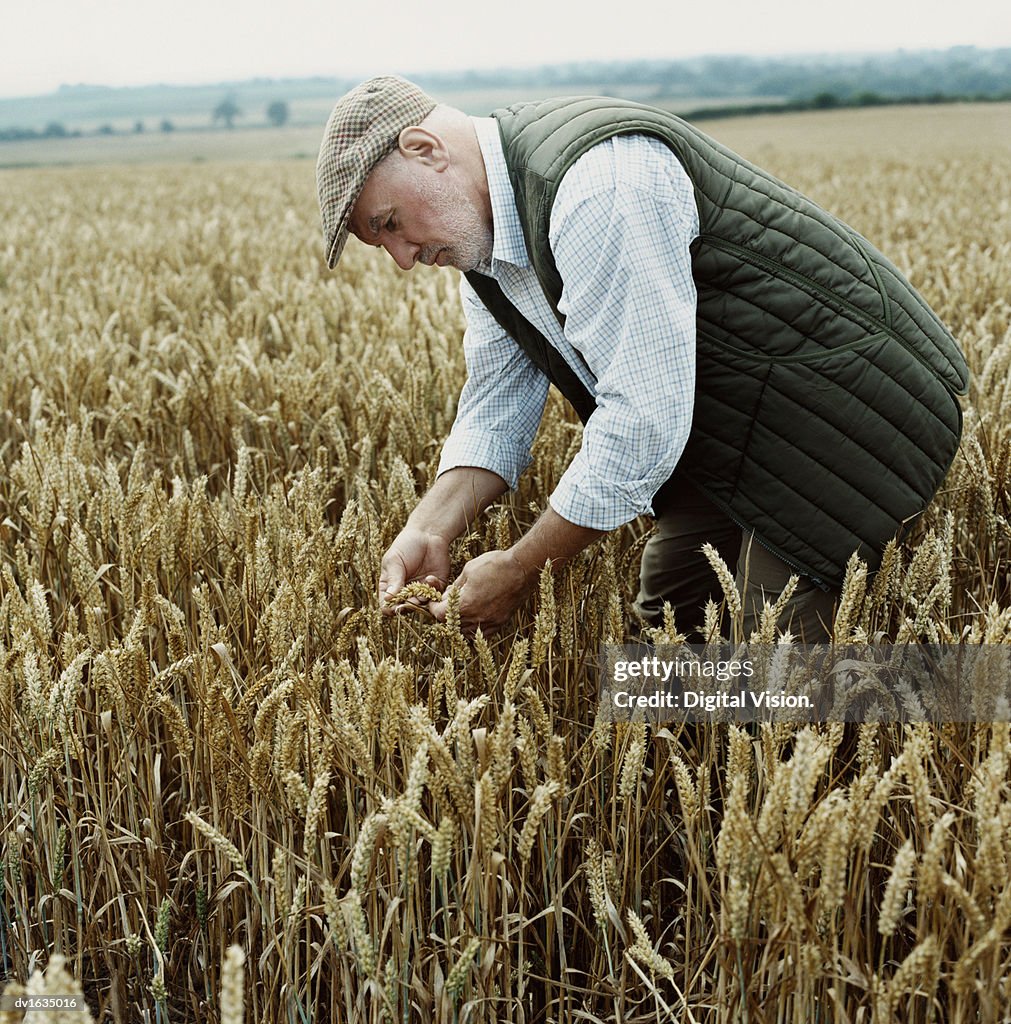 Farmer Standing in a Wheat Field, Bending over and Examining the Crop