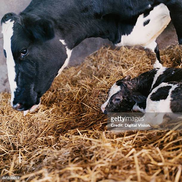 cow and calf in hay - baby cow stock pictures, royalty-free photos & images