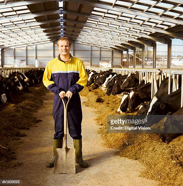 portrait of a farmer in overalls standing in a dairy, cows feeding on grain - close up of cows face stock pictures, royalty-free photos & images