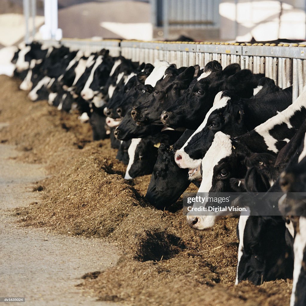Diminishing Perspective of Cow's Heads Grazing in a Line in a Barn