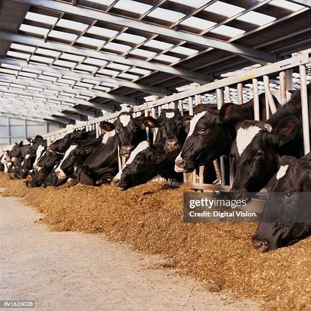 line of cow's heads trapped behind railings in a barn - dairy cattle foto e immagini stock