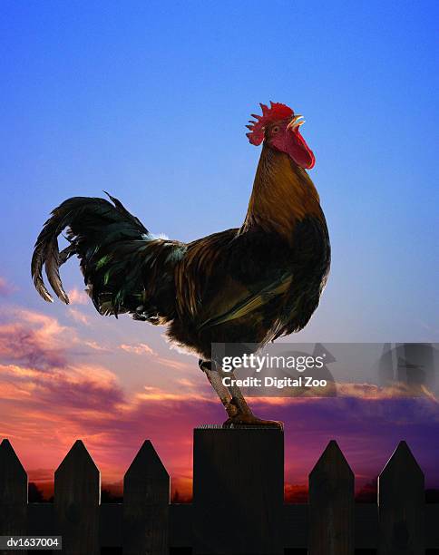 rooster perches on a fence crowing - cock stock-fotos und bilder