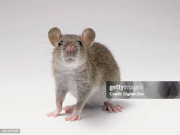 front view studio shot of a rat standing sniffing - 大型のネズミ ストックフォトと画像