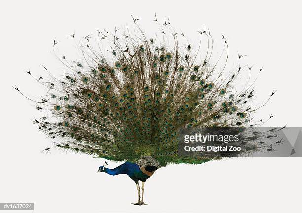male peacock with its tail displayed - tropical bird white background stock pictures, royalty-free photos & images