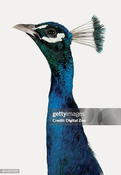 head and neck of a peacock - tierhals stock-fotos und bilder
