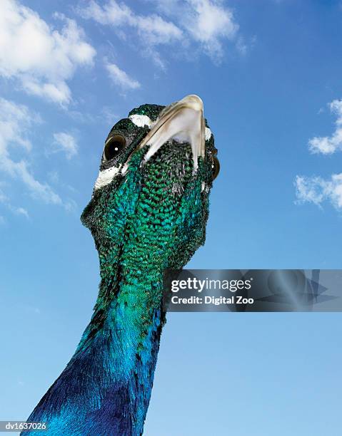 low angle view of a peacocks head - tierhals stock-fotos und bilder