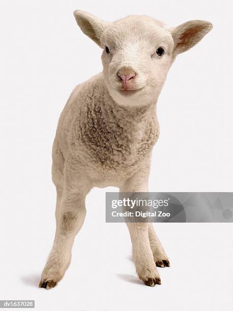 studio cut out of a lamb standing, front view - sheep cut out stock pictures, royalty-free photos & images