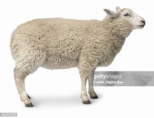 studio cut out of a sheep - sheep cut out stock pictures, royalty-free photos & images