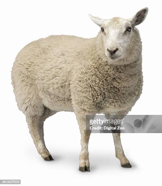 studio cut out of a sheep - sheep stock pictures, royalty-free photos & images