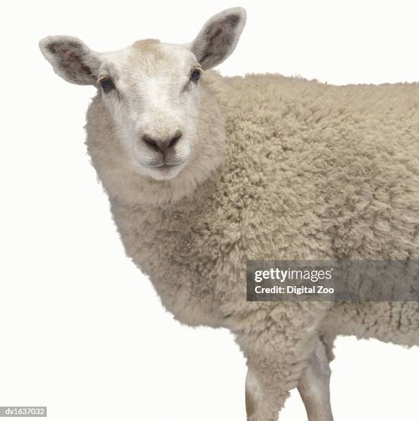 studio cut out of a sheep - sheep cut out stock pictures, royalty-free photos & images