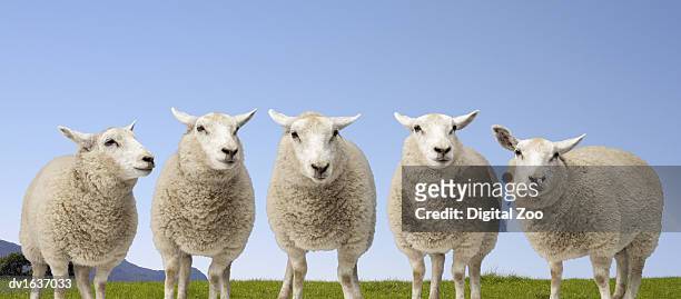 five sheep standing side by side in a field - sheep stock pictures, royalty-free photos & images