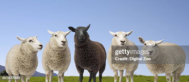 black sheep standing between four white sheep - standing out from the crowd animal stock pictures, royalty-free photos & images