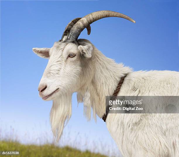 goat standing in a field - ziege stock-fotos und bilder