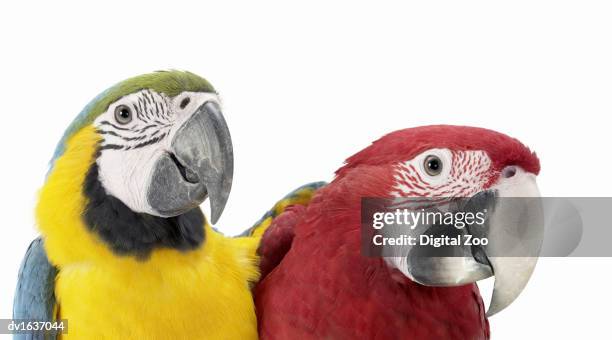 two macaw parrots side by side - gold and blue macaw stock pictures, royalty-free photos & images