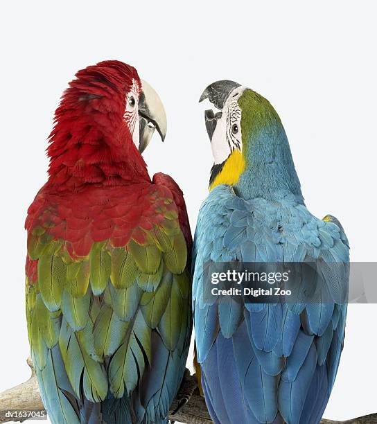 rear shot of two maccaws sat side by side on a branch - blue and yellow macaw stock pictures, royalty-free photos & images