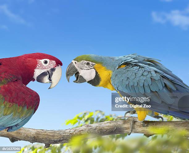 two macaws perched face to face on a branch, against a blue sky - gold and blue macaw stock pictures, royalty-free photos & images