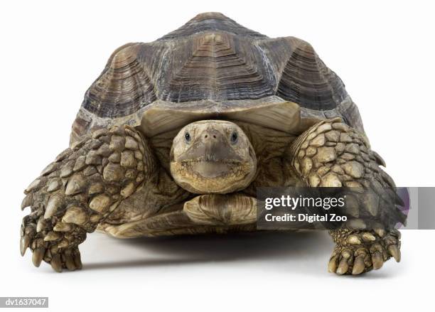 front view of a tortoise against a white background - tortoise stock pictures, royalty-free photos & images