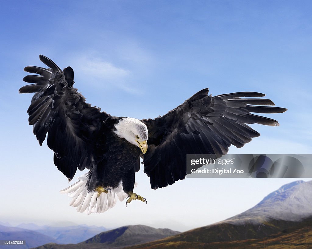 Bald Eagle in Mid Air, Against a Blue Sky and Above a Mountain Range