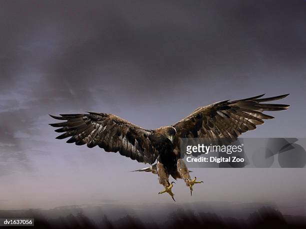 golden eagle coming into land with talons extended, against a dramatic grey sky - pinça imagens e fotografias de stock