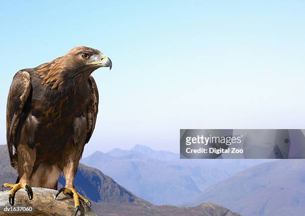 golden eagle perched on a rock, against a mountain range - steinadler stock-fotos und bilder