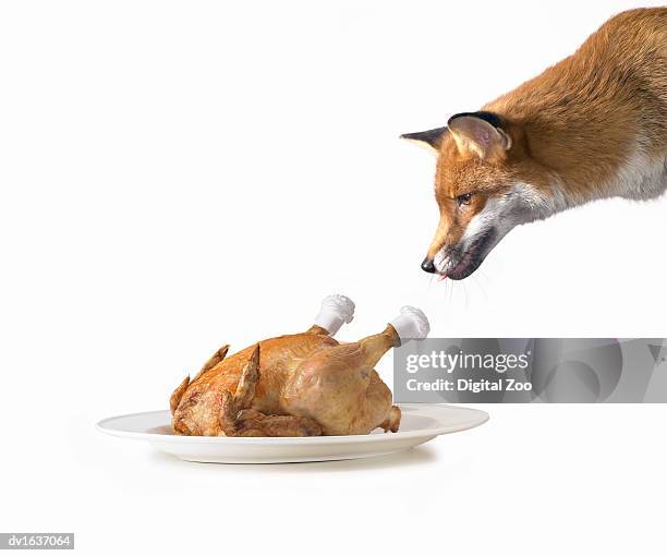 a fox greedily looking at a roast chicken on a plate - plate chicken stock-fotos und bilder