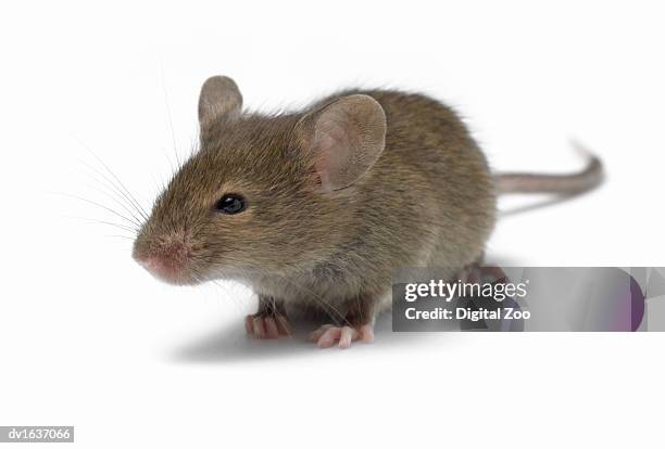 mouse against a white background - mini mouse stock pictures, royalty-free photos & images