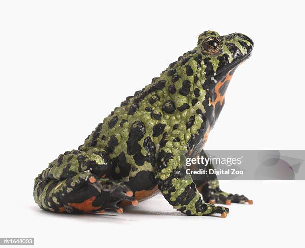 side view of an oriental fire bellied toad - oriental stockfoto's en -beelden