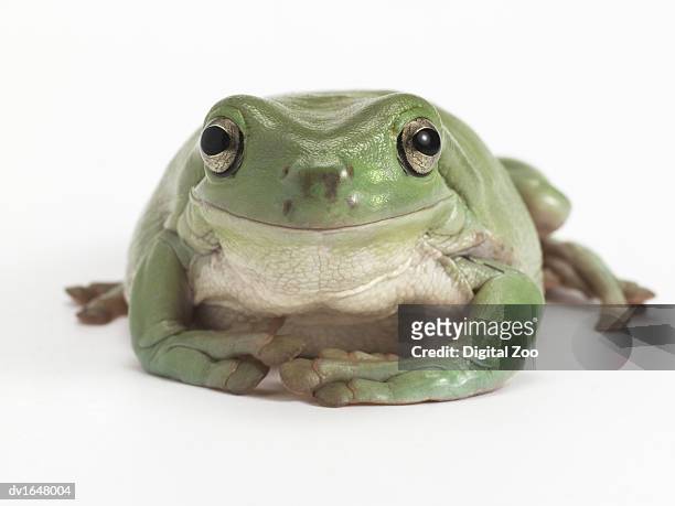 front view studio shot of a smiling, whites tree frog - イエアメガエル ストックフォトと画像