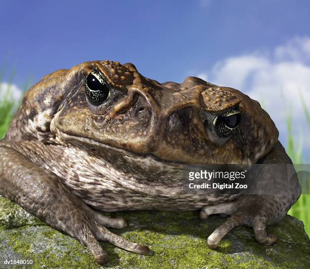 close up of an anxious cane toad sitting on a rock - cane toad fotografías e imágenes de stock