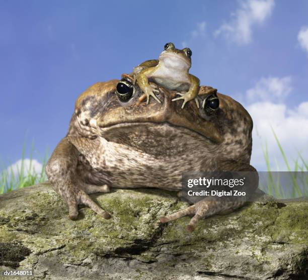 common frog sitting on cane toad's head - grenouille rousse photos et images de collection