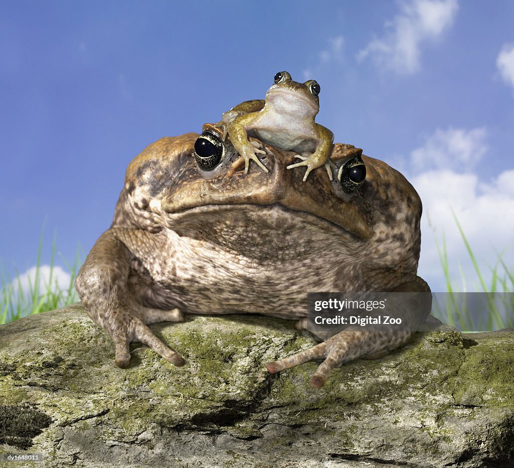 Common Frog Sitting on Cane Toad's Head